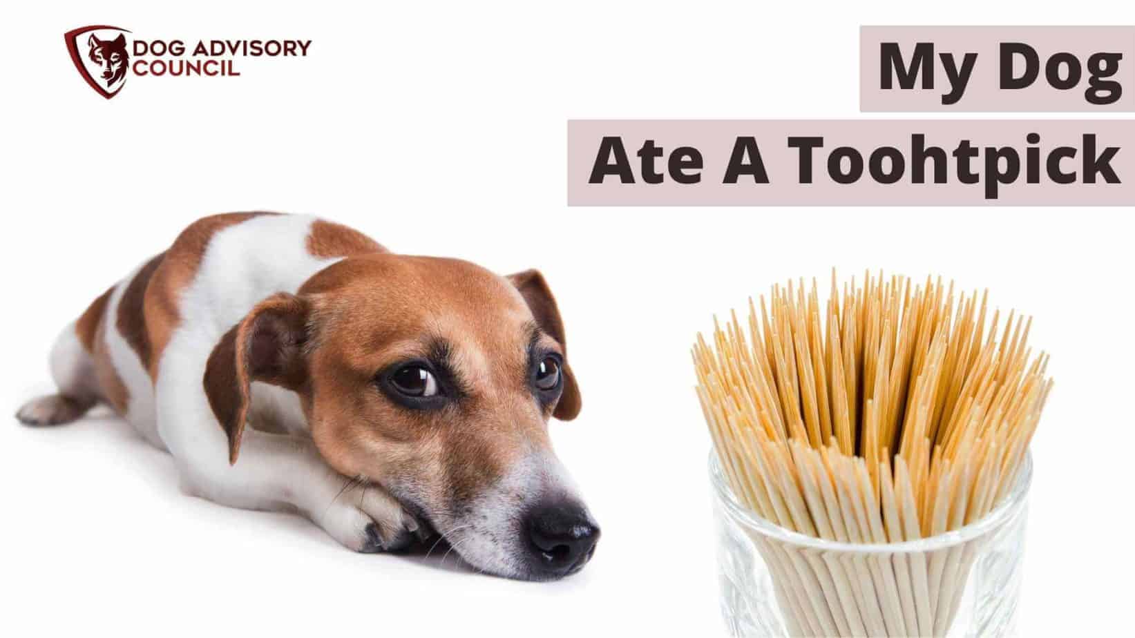 My Dog Ate a Toothpick What Should I Do? Dog Advisory Council