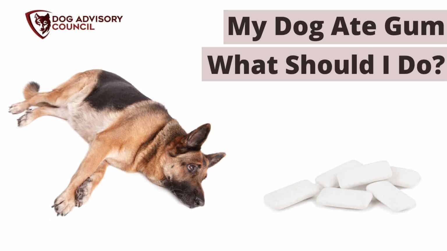 My Dog Ate Gum Should I Take Him To The Veterinarian Dog Advisory