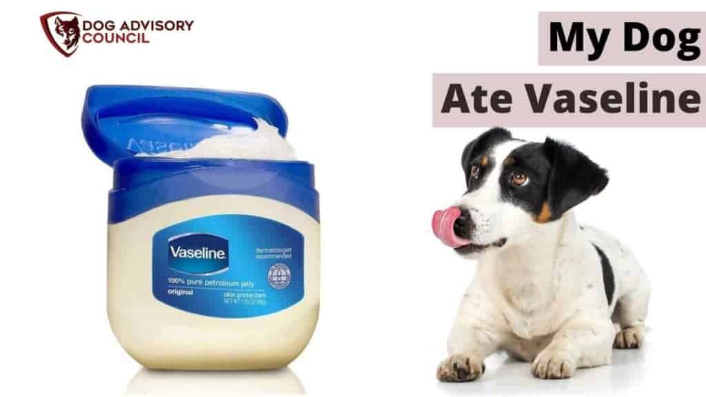 My dog ate vaseline. Photo of a dog looking at vaseline and licking himself.