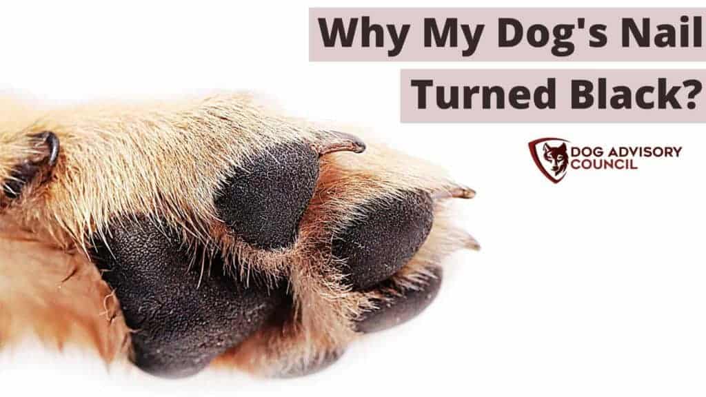 Dew Claw Removal: Are Dew Claws Neccessary? - Whole Dog Journal