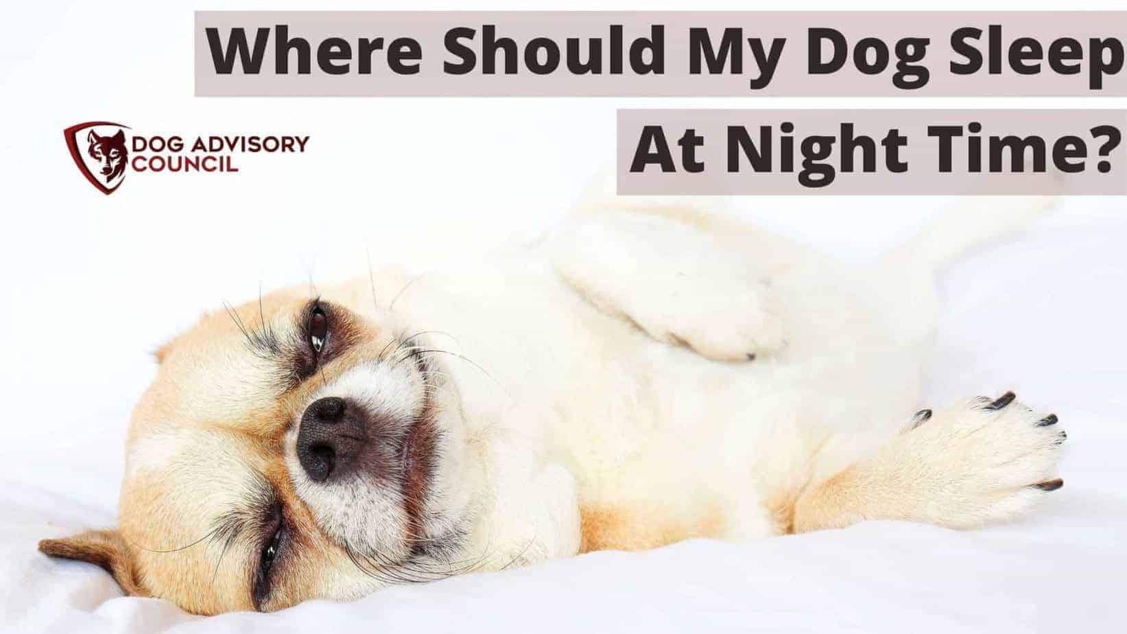Where Should My Dog Sleep at Night Time? the Best Location Dog