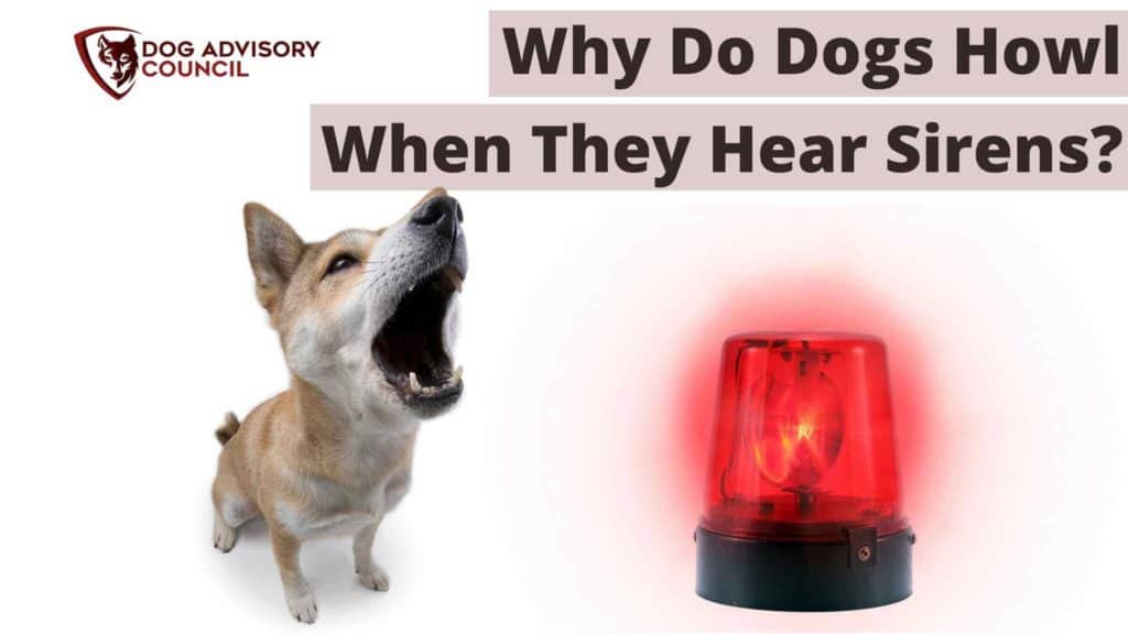 Why Do Dogs Howl When They Hear Sirens? (Explained) Dog Advisory Council