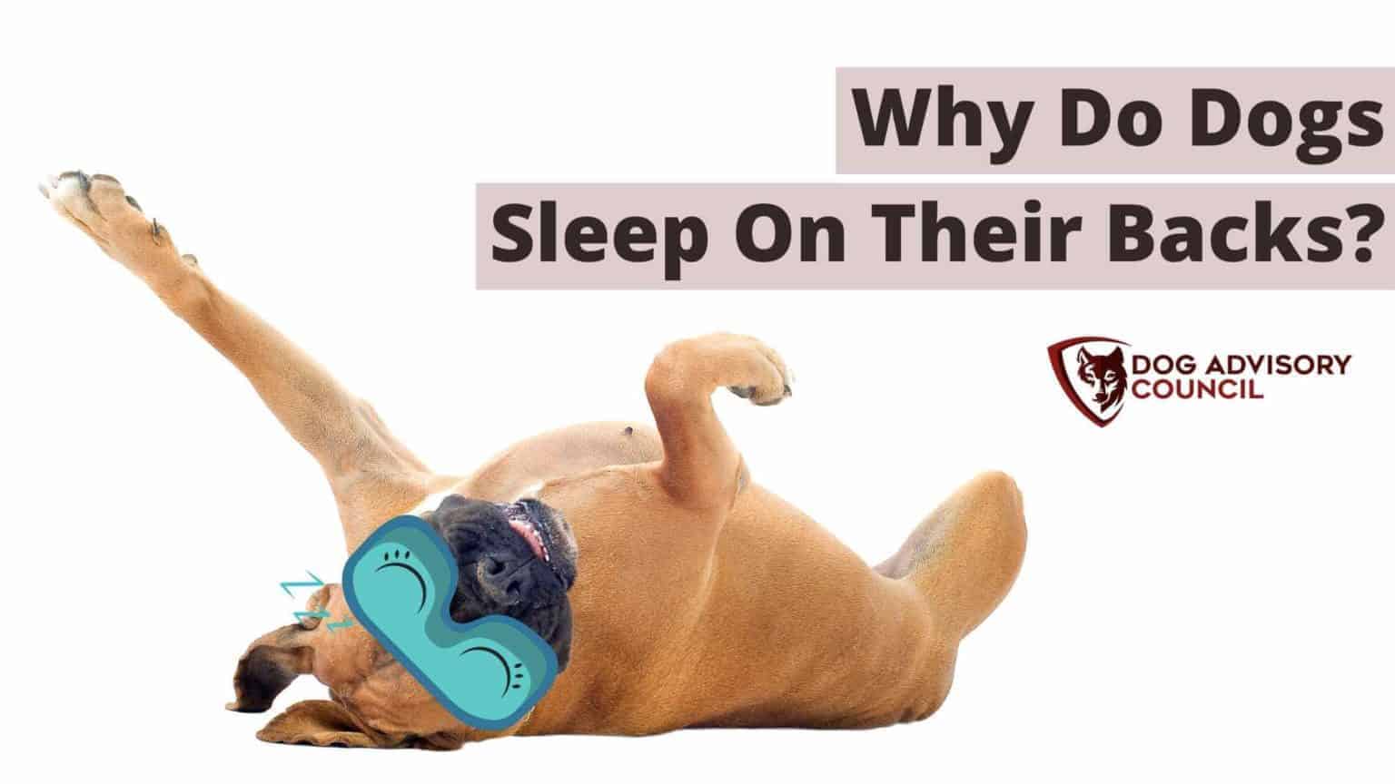 6 Reasons Why Do Dogs Sleep on Their Backs? (With Legs Up) Dog