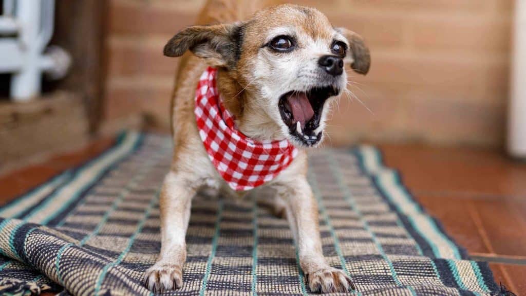 Photo of a dog barking at a family member for no reason.