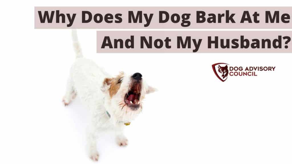 Why Does My Dog Bark At Me And Not My Husband? Photo of a dog barking.