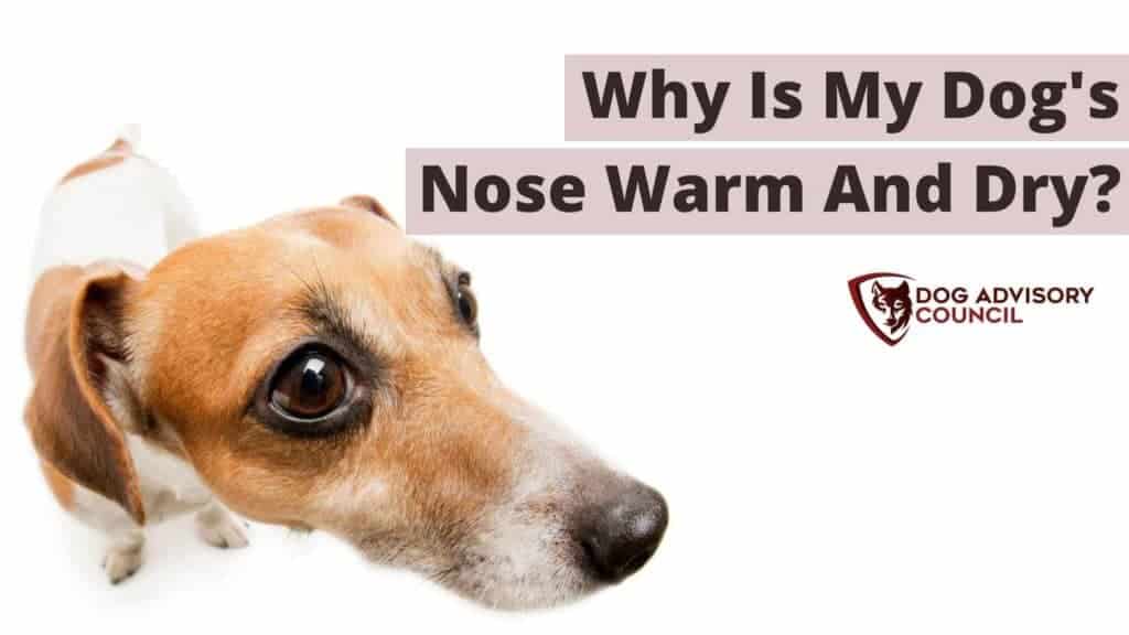 My Dog's Nose Is Warm and Dry. Photo of a closeup of a warm and dry dog's nose.