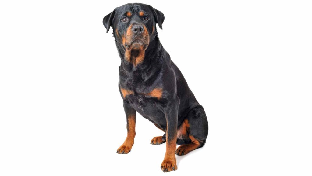 Photo of an American Rottweiler