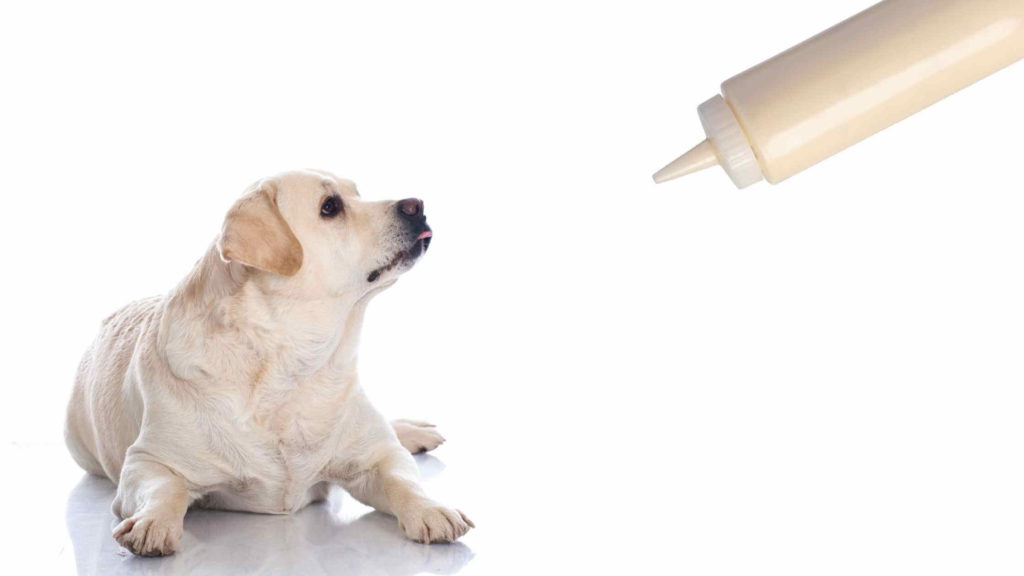 Photo of a dog looking to a bottle of mayonnaise.