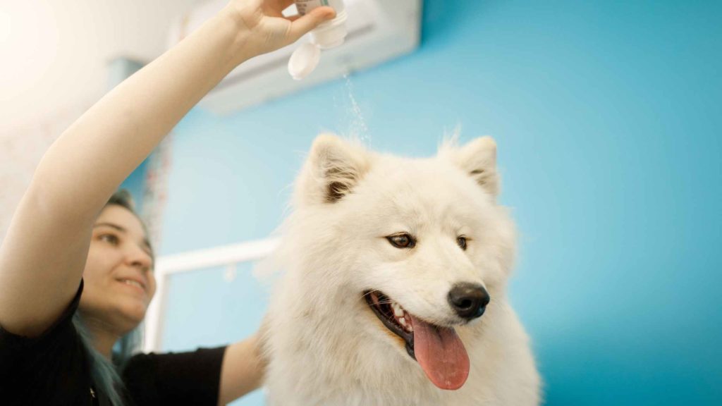 Photo of a groomer putting baby powder on a dog.