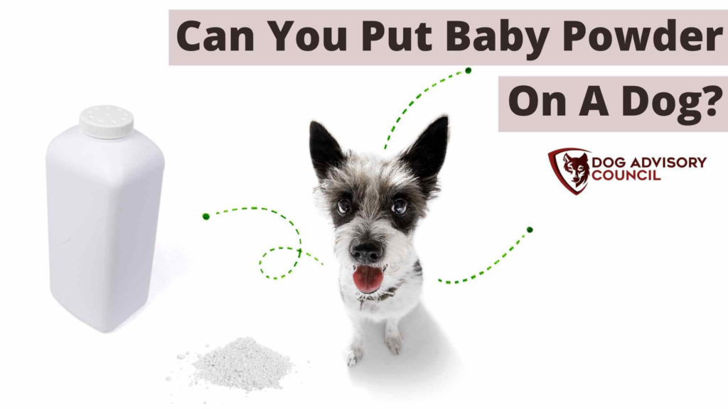 Can you put baby powder on a dog? Photo of a dog with a bottle of baby powder by its side.