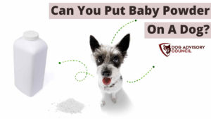 Can You Put Baby Powder On A Dog