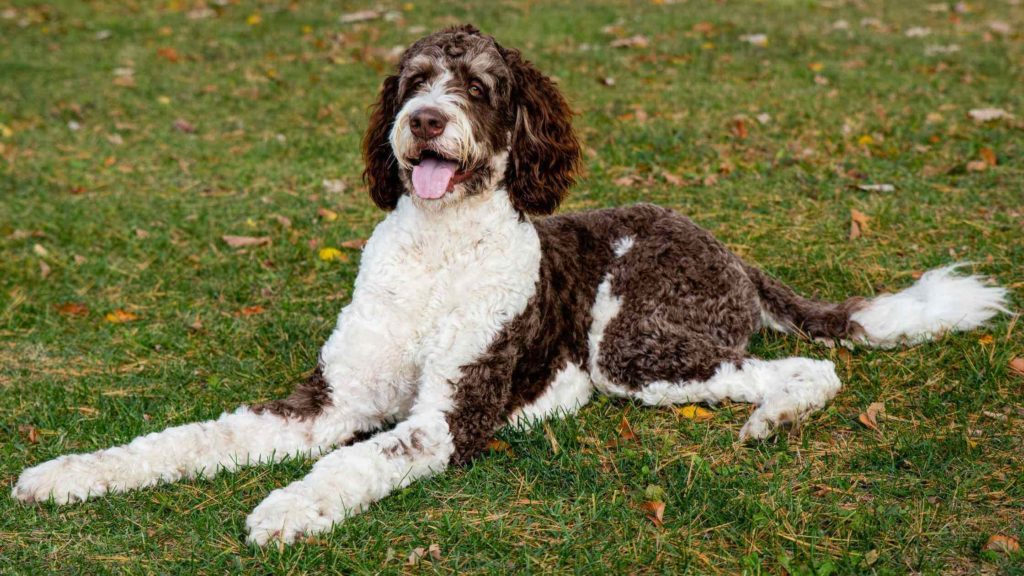 Photo of a brown and white Bernedoodle laying on the grass.