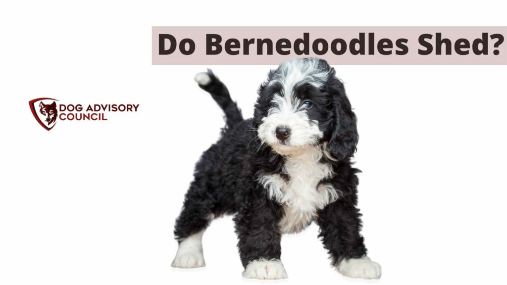 Do Bernedoodles Shed? Photo of a Bernedoodle puppy.