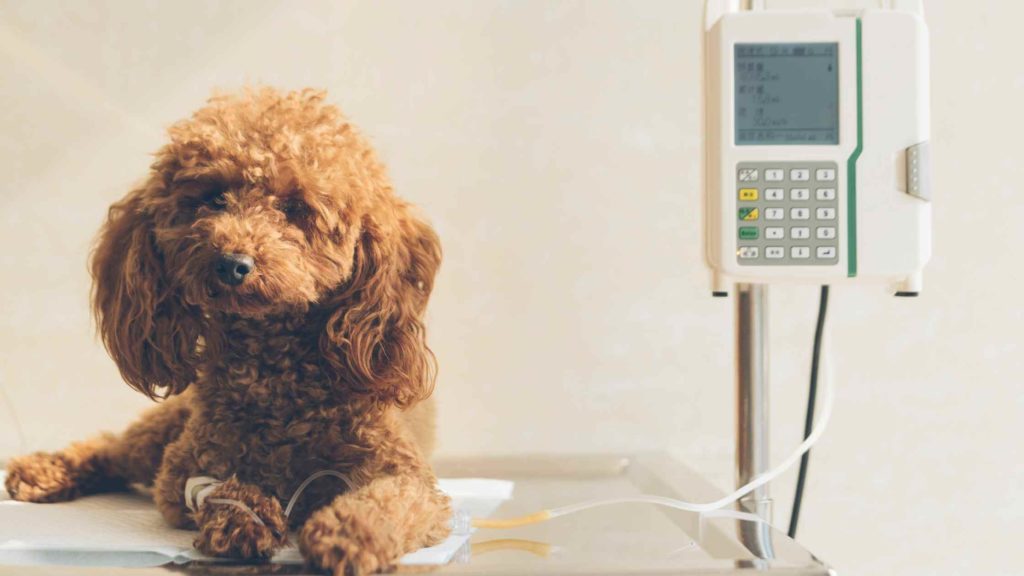 Photo of a dog with liver disease in the vet connected to a medical machine.