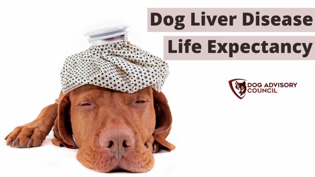 what is the life expectancy of a dog with liver cancer