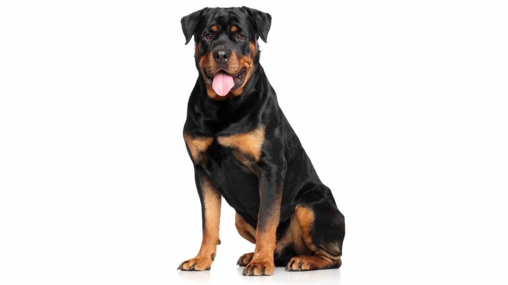 Photo of a German Rottweiler