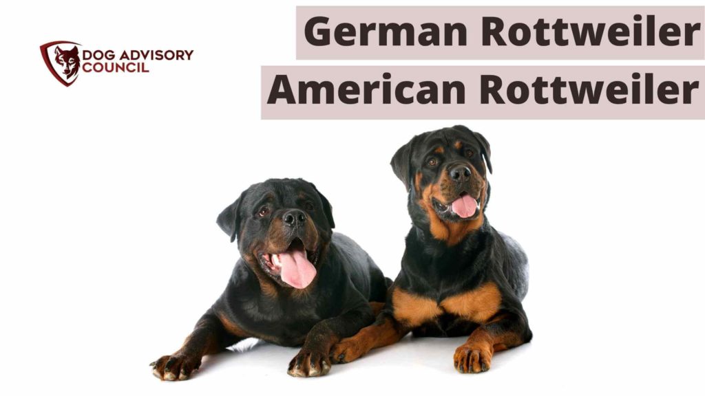 are rottweilers born aggressive