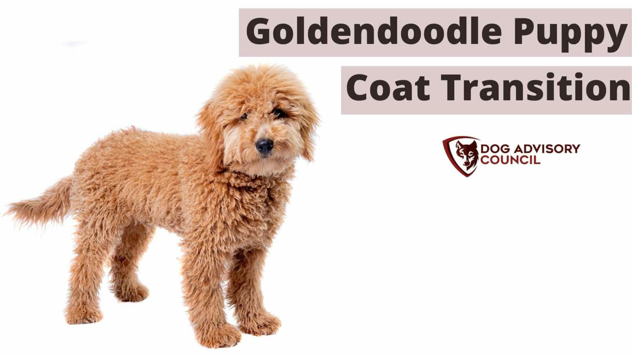 Goldendoodle puppy coat transition (Explained) Dog Advisory Council