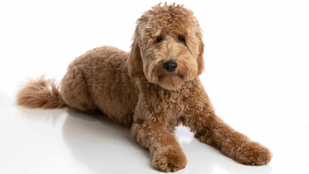 Photo of a Goldendoodle laying down on the floor