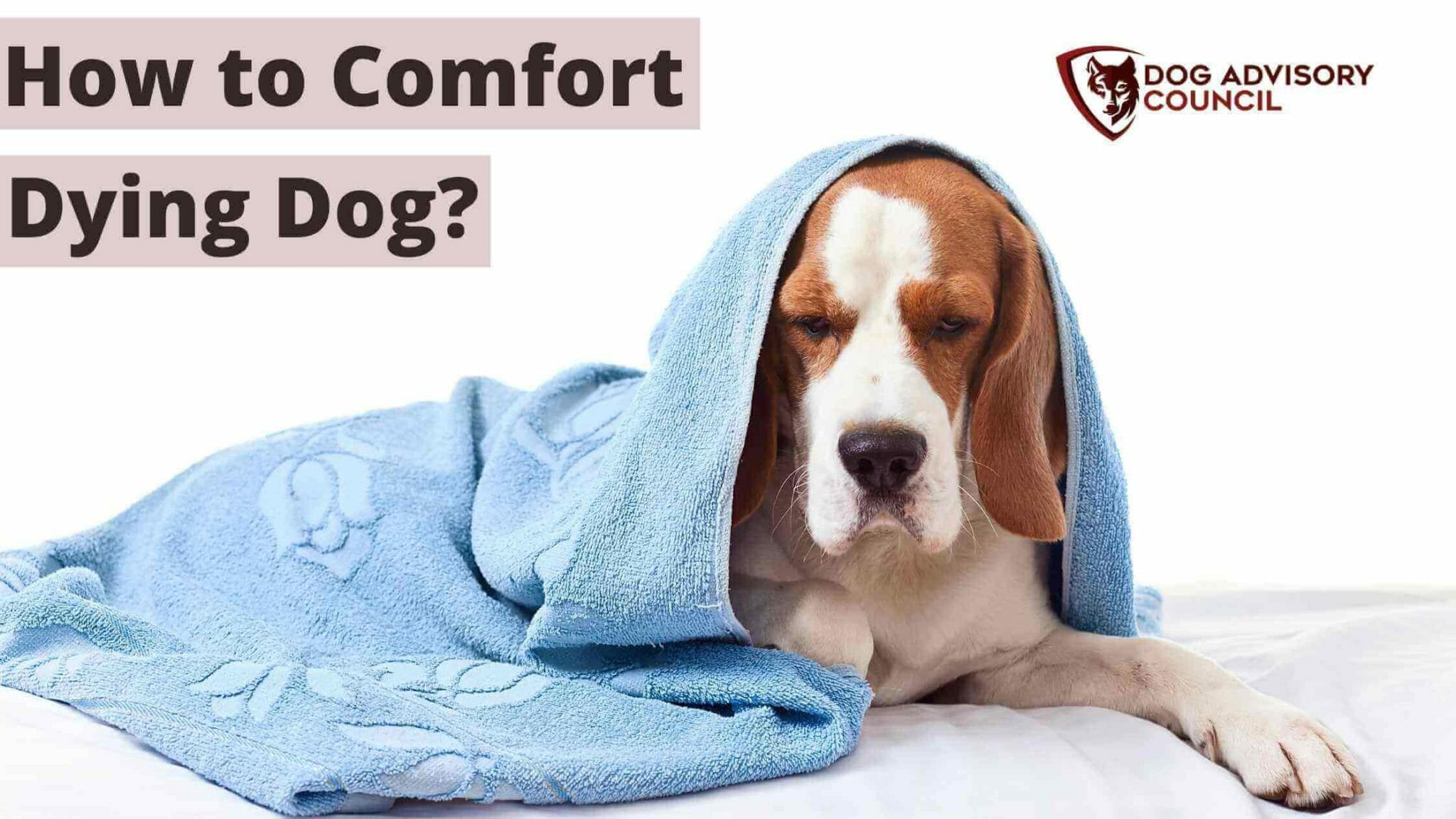 How to Comfort a Dying Dog? (Explained) Dog Advisory Council
