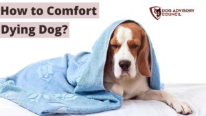 How To Comfort A Dying Dog