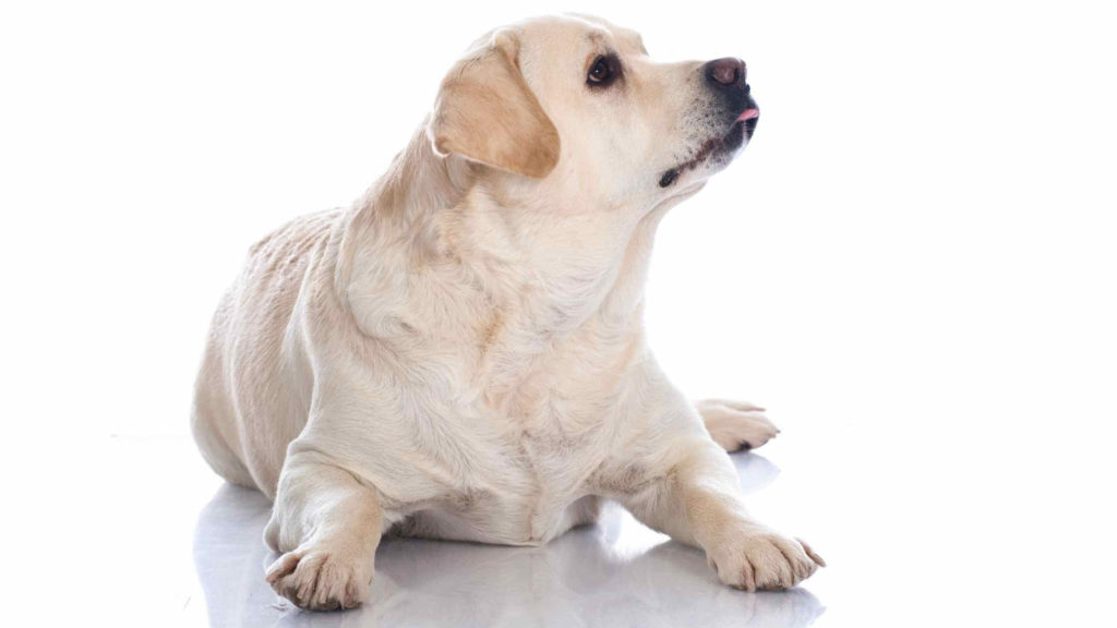 Photo of a fat labrador dog looking up.