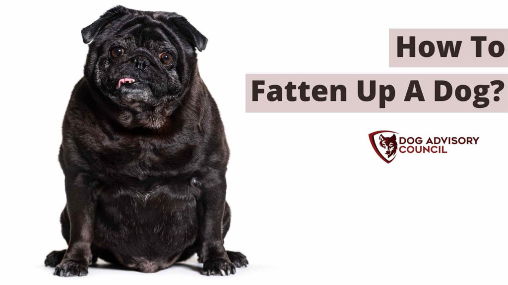 How to Fatten Up a Dog? Safely, And Healthily (Explained) Dog