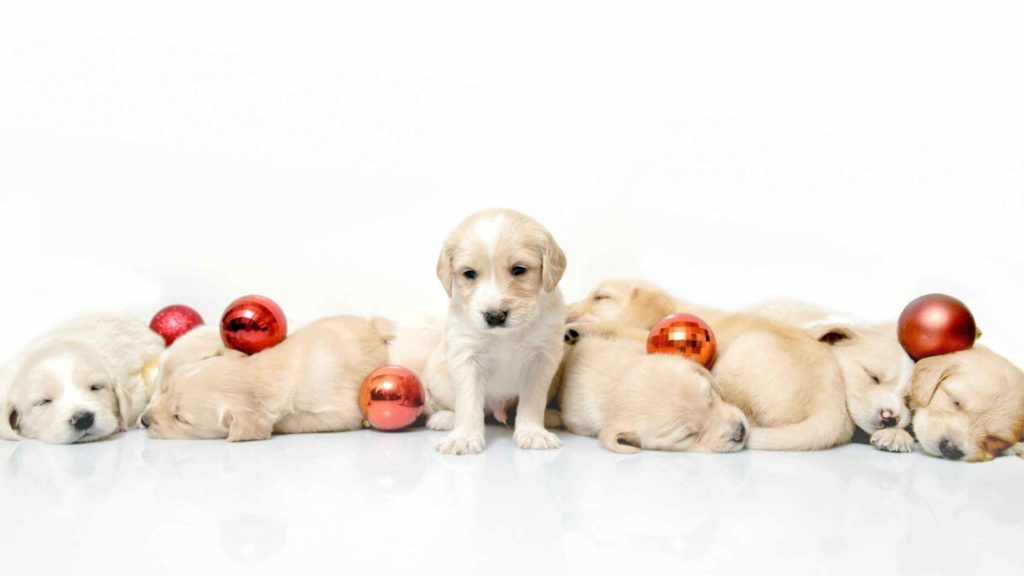 Photo of a puppy litter