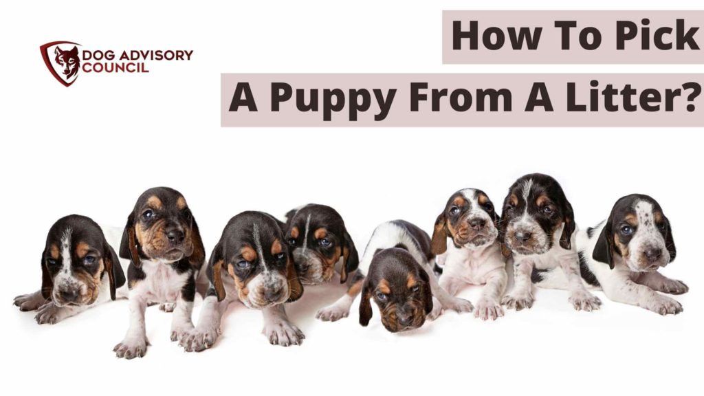 How To Pick A Puppy From A Litter? Photo of a puppy litter.