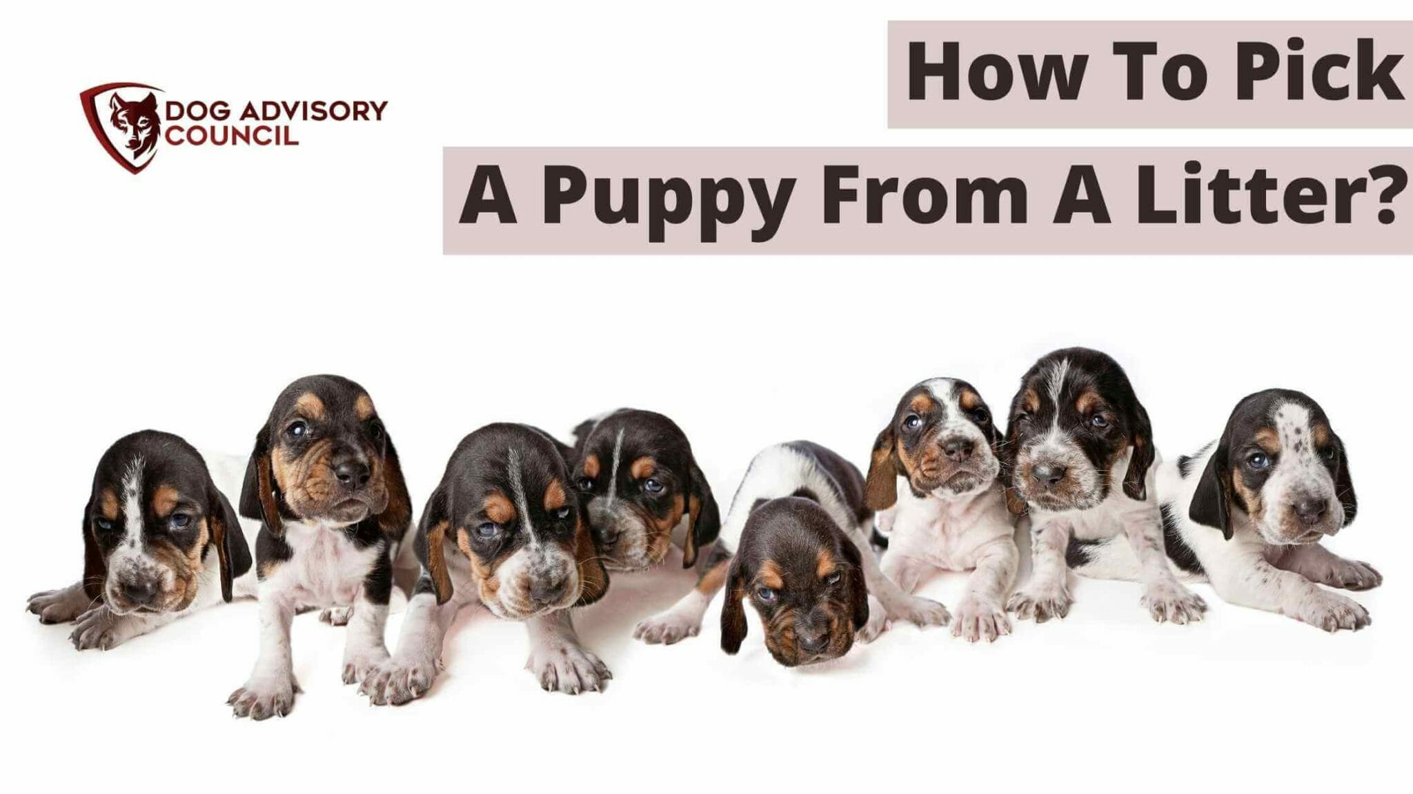 how-to-pick-a-puppy-from-a-litter-explained-step-by-step-dog