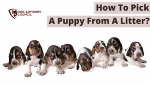 How To Pick A Puppy From A Litter