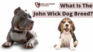 John Wick Dog Breed