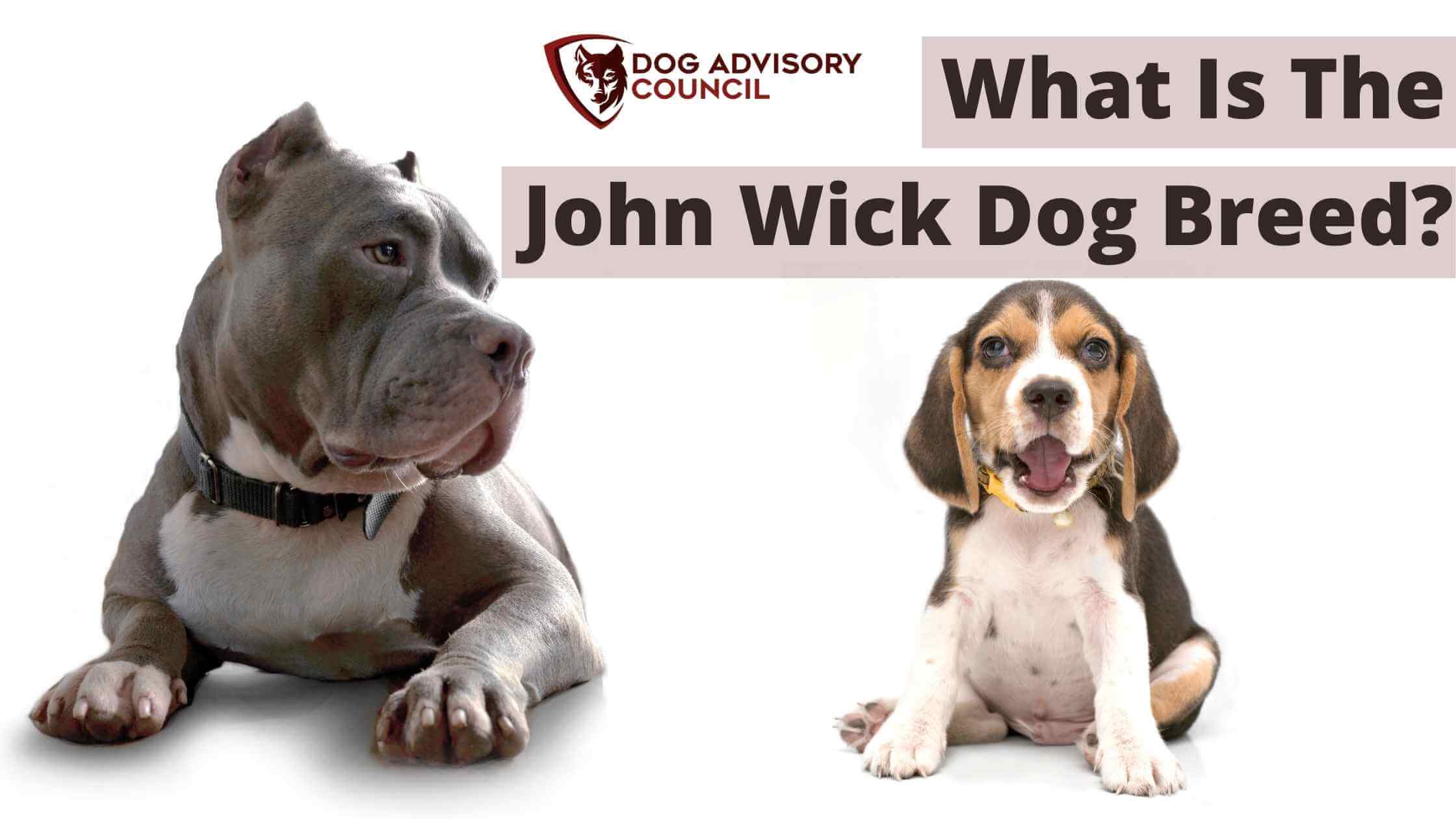 What Dog Is In John Wick 2