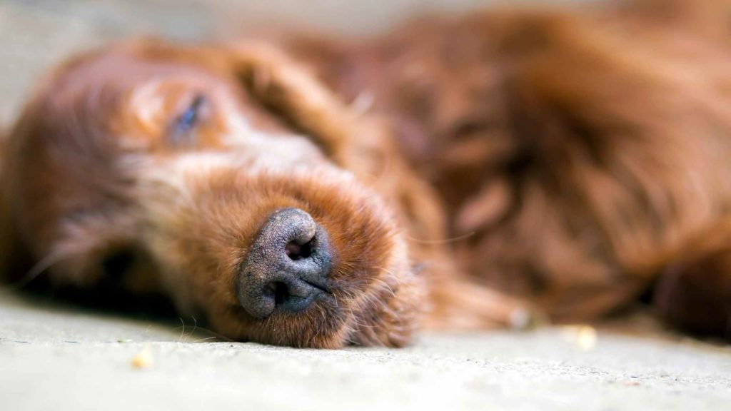 Photo of a dog after being euthanized.