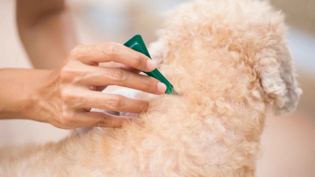 Photo of a dog owner applying an anti-fleas product to he dog.