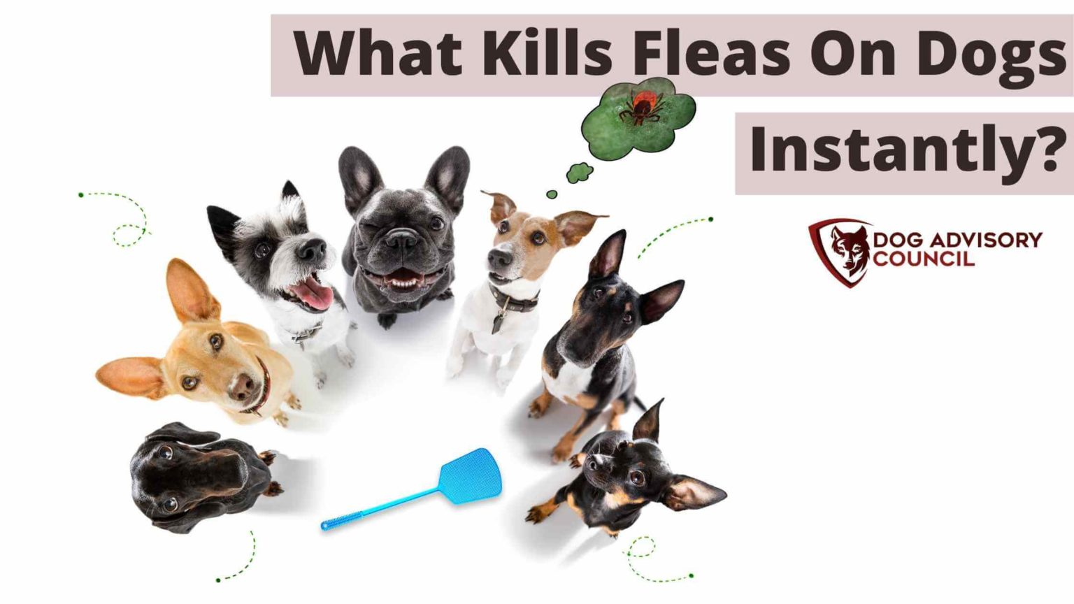 What Kills Fleas on Dogs Instantly? (Explained) Dog Advisory Council