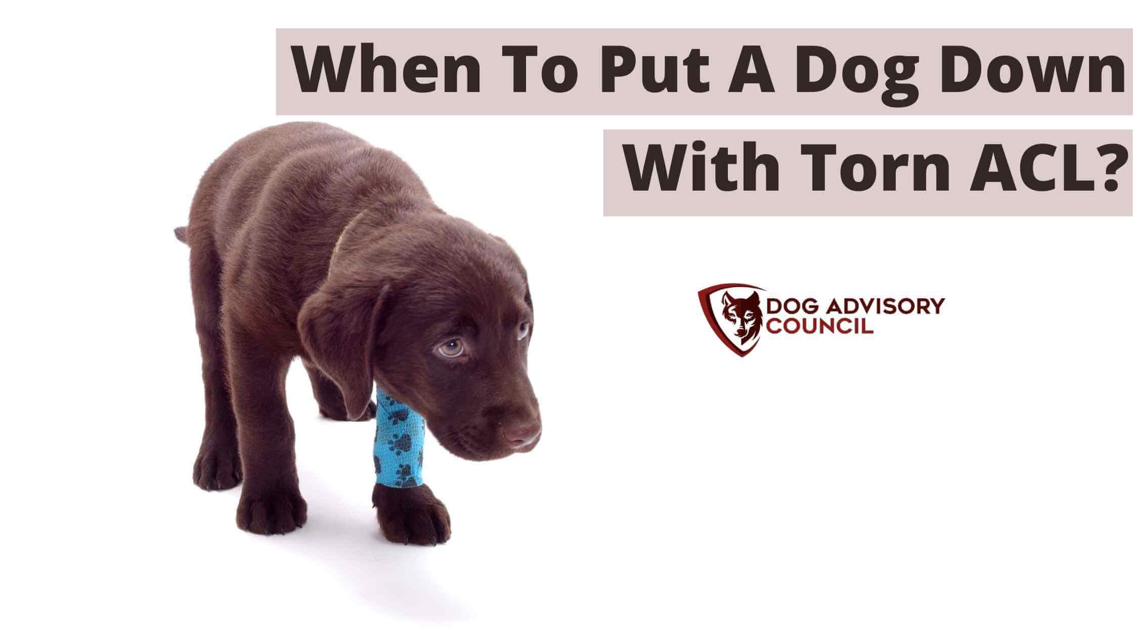 How To Deal With After Putting A Dog Down