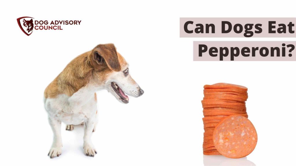 Can Dogs Eat Pepperoni? Photo of a dog looking to a tower of pepperoni.