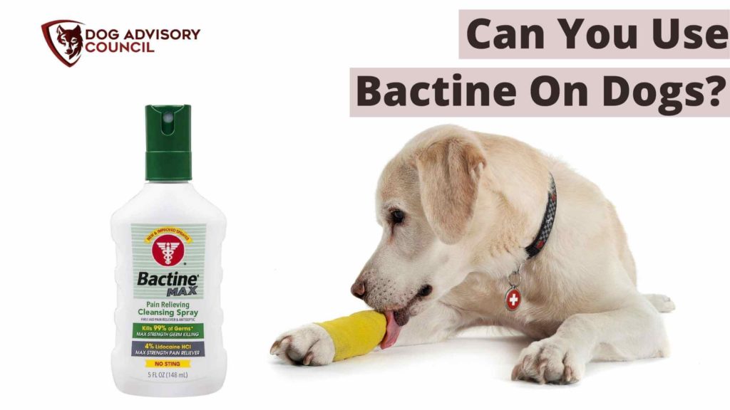 Can You Use Bactine on Dogs? Safety Tips You Should Know | Dog Advisory