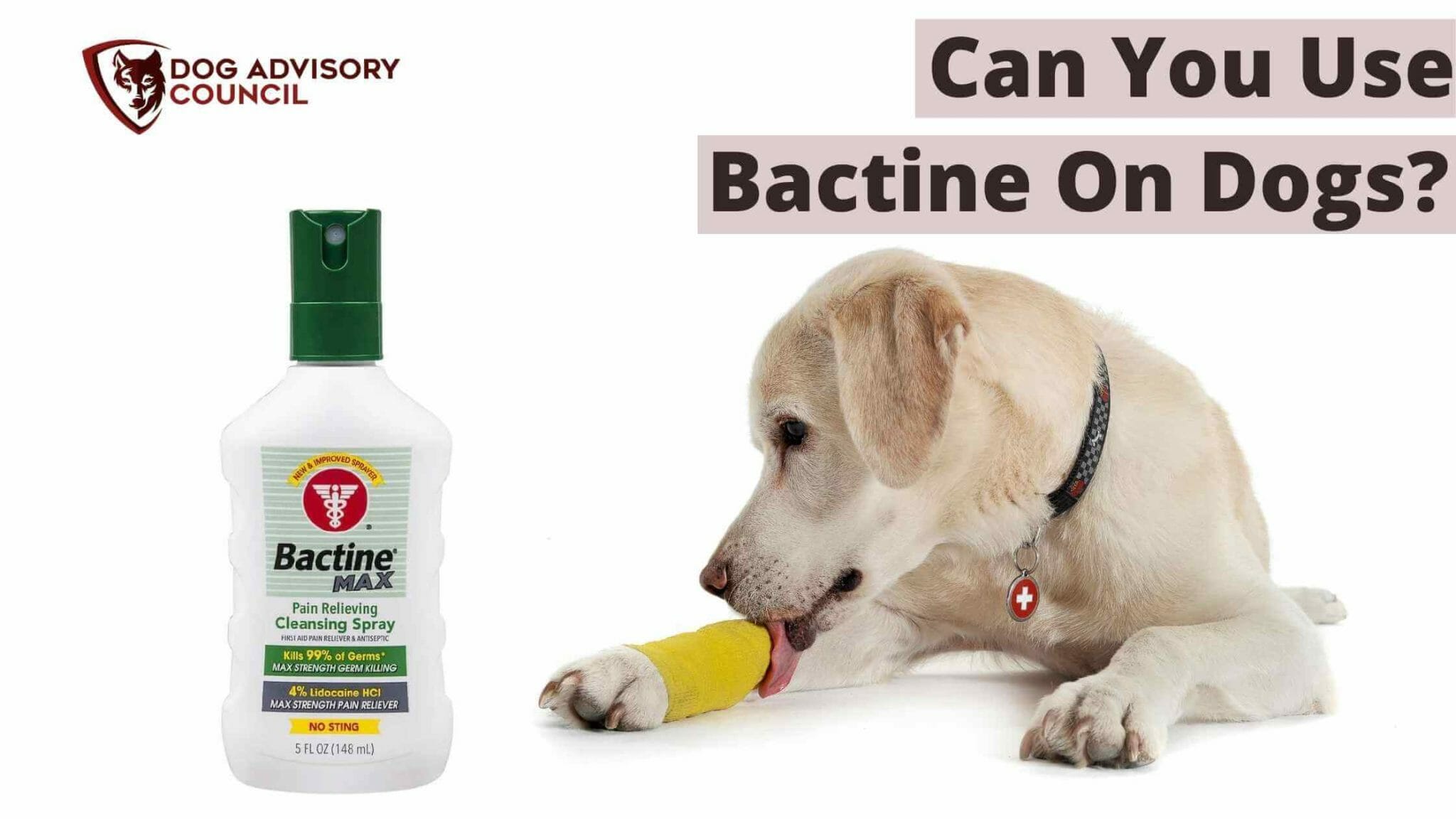 Can You Use Bactine on Dogs? Safety Tips You Should Know Dog Advisory