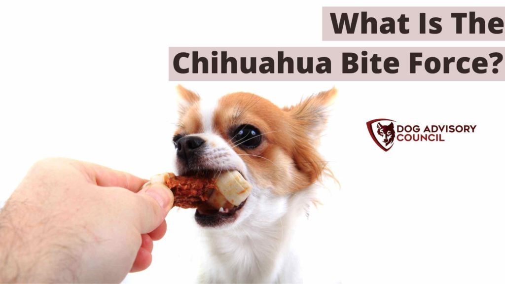 Chihuahua Bite Force. Photo of a Chihuahua biting a treat on his owner's hand.