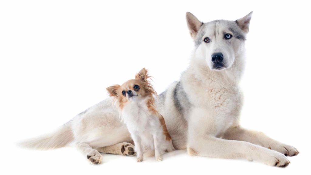 Photo of a Chihuahua and a Husky looking up.