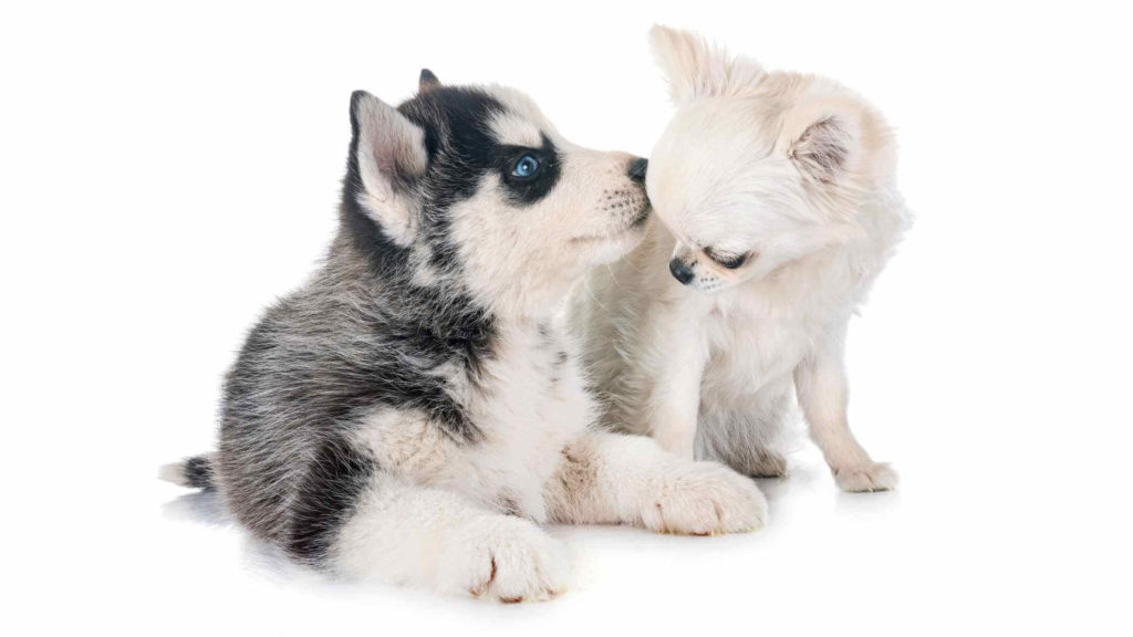 Photo of a Husky and a Chihuahua puppies.