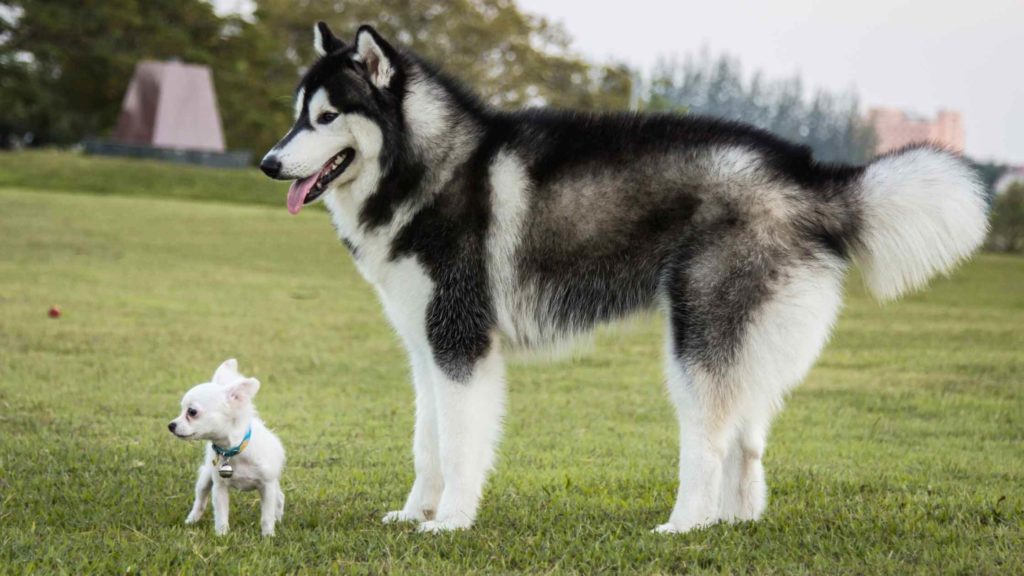 Photo of a Chihuahua puppy and an adult husky in the grass.