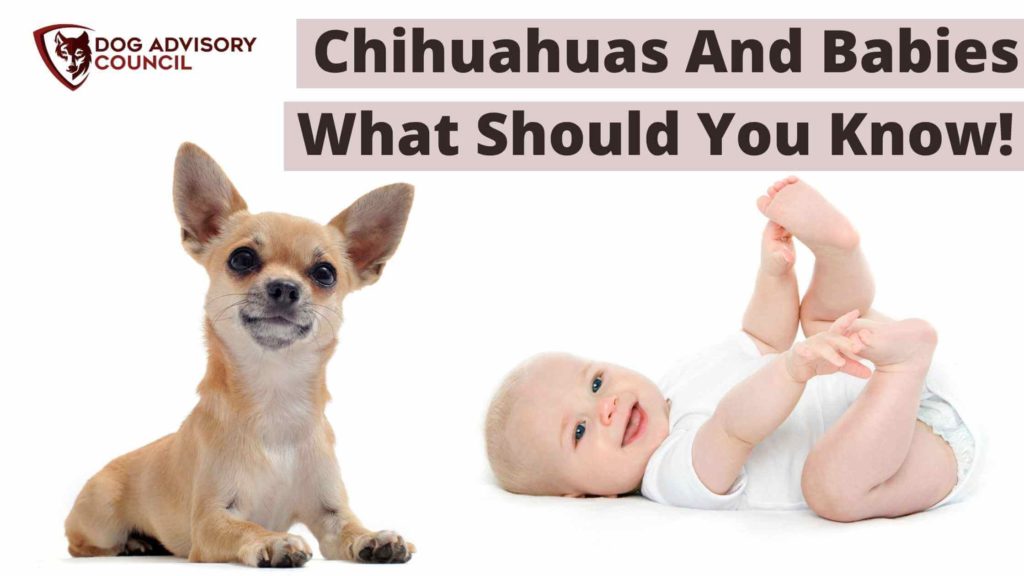 Chihuahuas And Babies. Photo of a Chihuahua and a Baby.