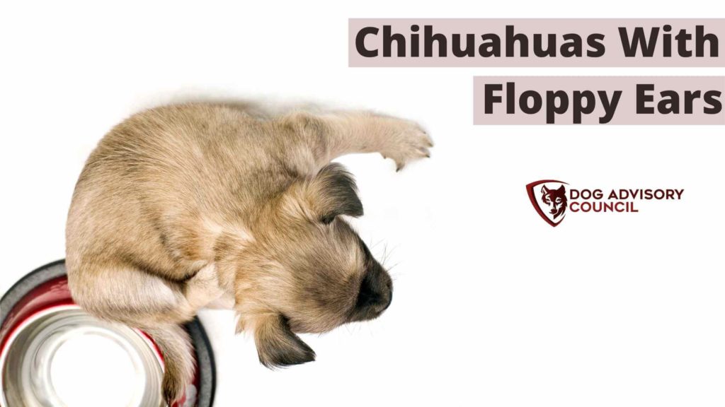 Chihuahuas with Floppy Ears. Photo of a Chihuahua puppy seen from top with floppy ears.