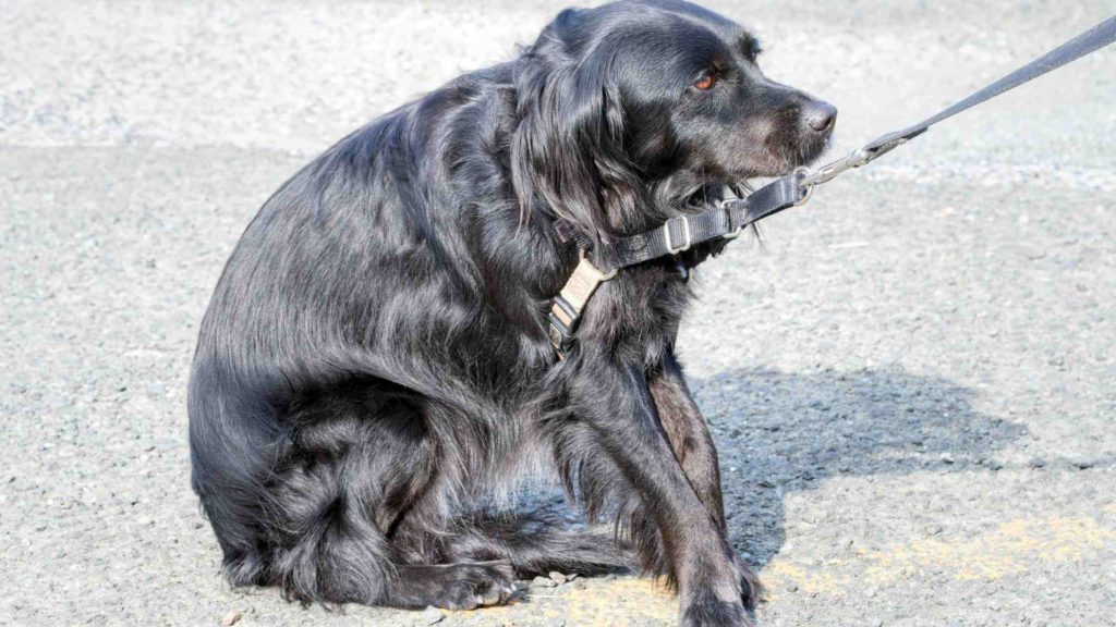 Photo of a dog arching its back in the street.