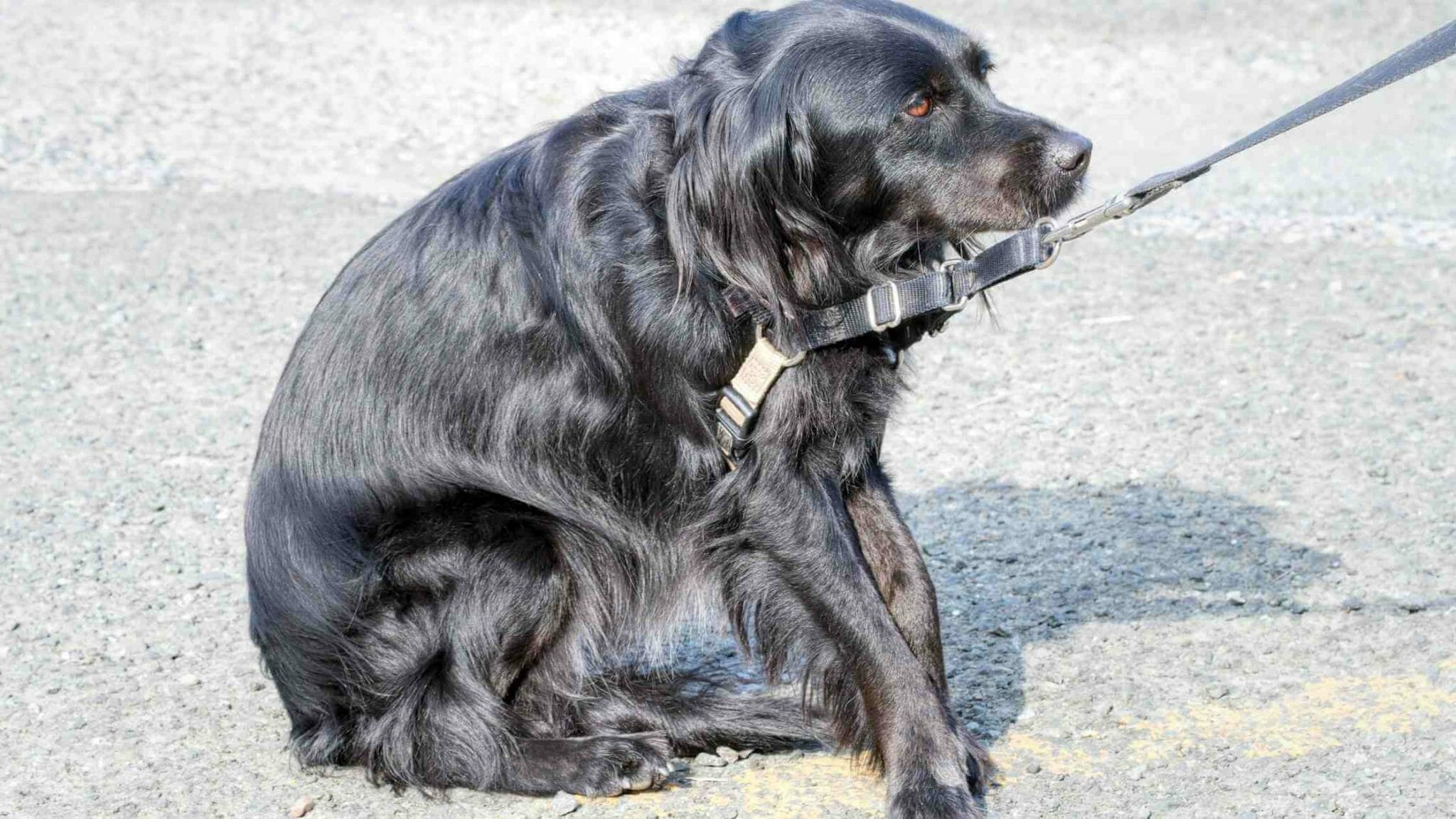 8 Reasons Why Is My Dog Arching Its Back Explained Dog Advisory 
