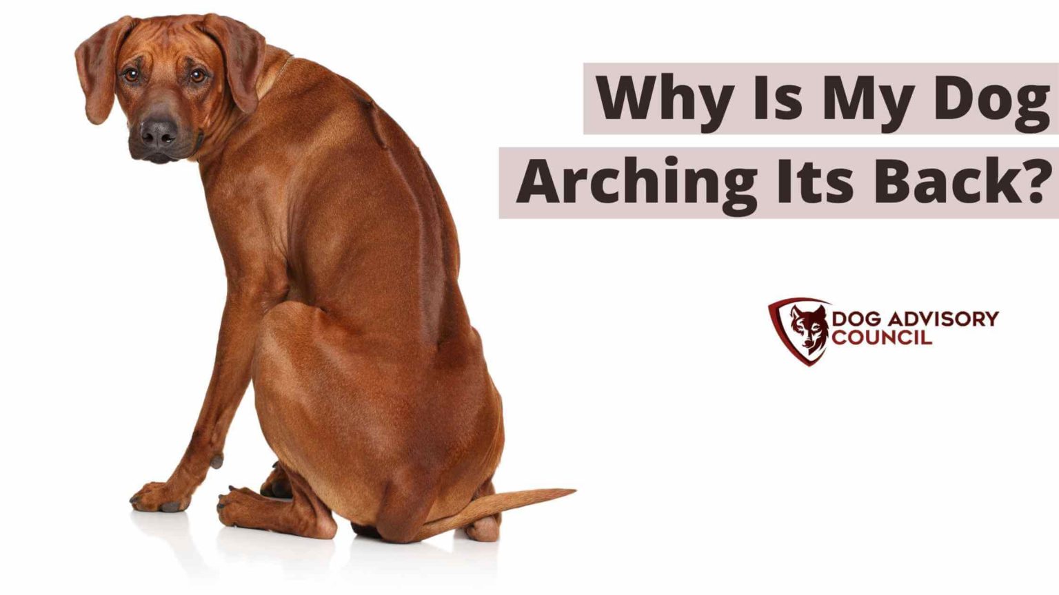8 Reasons Why Is My Dog Arching Its Back? (Explained) Dog Advisory