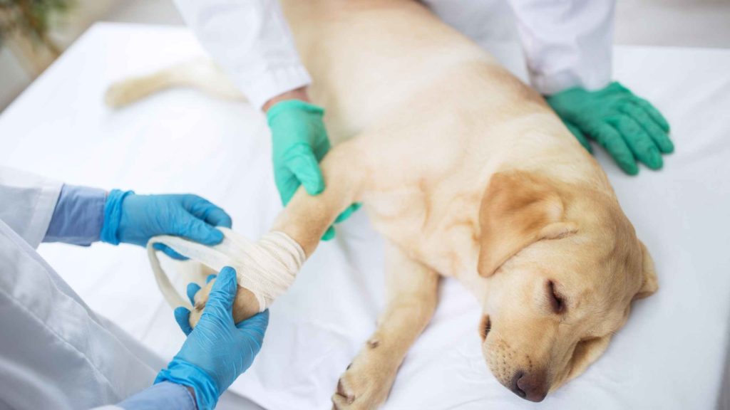 Photo of a dog with a broken leg being wrapped by a vet.